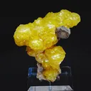specimen video