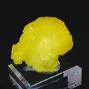 specimen video