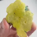 specimen video