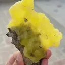 specimen video
