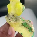 specimen video