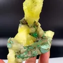 specimen video