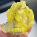specimen video