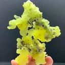 specimen video