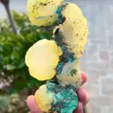 specimen video
