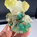specimen video