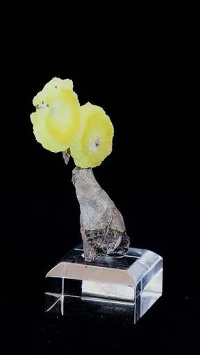 specimen video