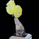 specimen video