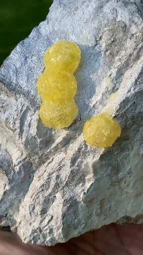 specimen video