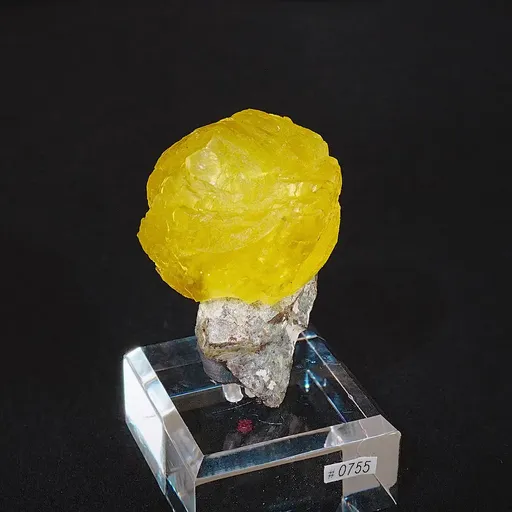 specimen video