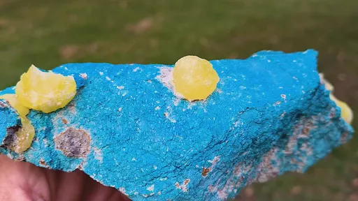 specimen video