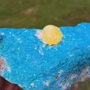 specimen video