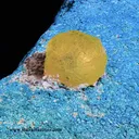 Brucite on Chrysocolla - image 3