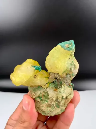 specimen video