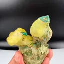 specimen video