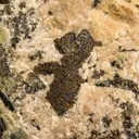 Calaverite with OTHER TELLURIDES - image 2