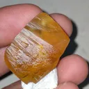 specimen video