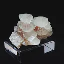 specimen video