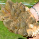 Calcite 3830 grams - Durlinsdorf, Altkirch district, Haut-Rhin, Grand Est, France - image 2