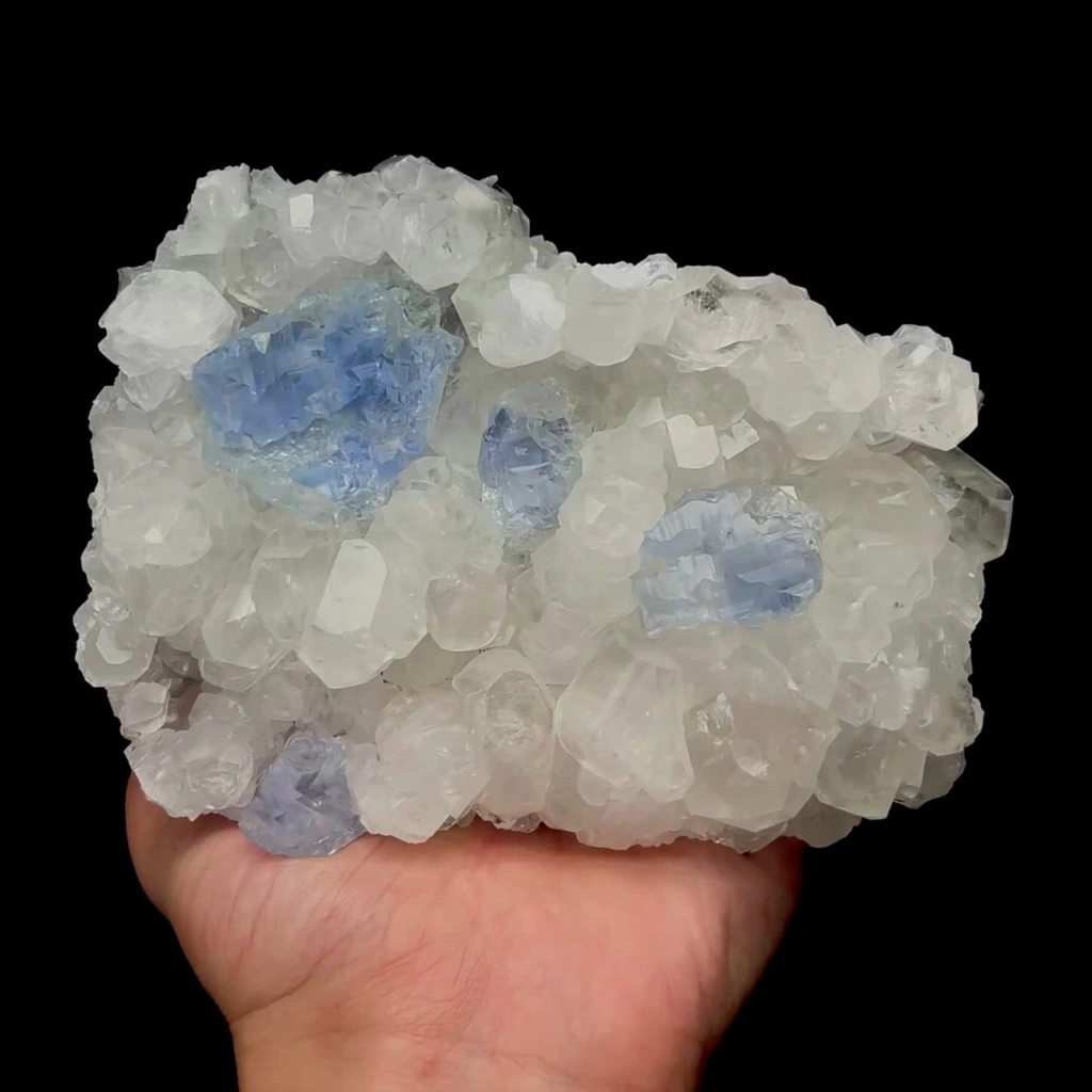 specimen video