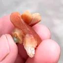 specimen video