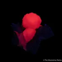 Calcite - image 1