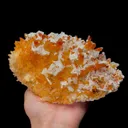 specimen video