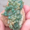 specimen video
