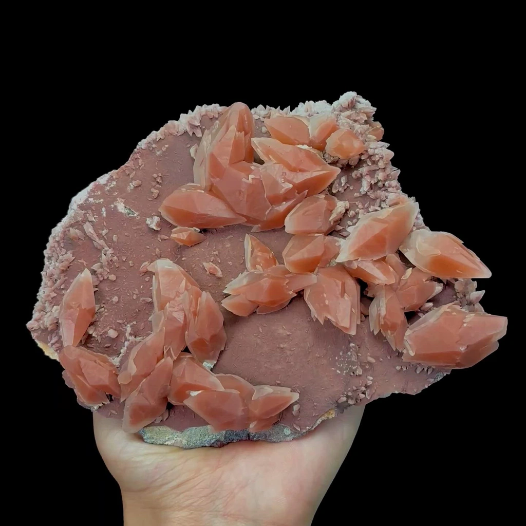 specimen video