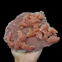 specimen video