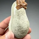 Calcite after Ikaite (1003) - image 2