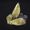 specimen video
