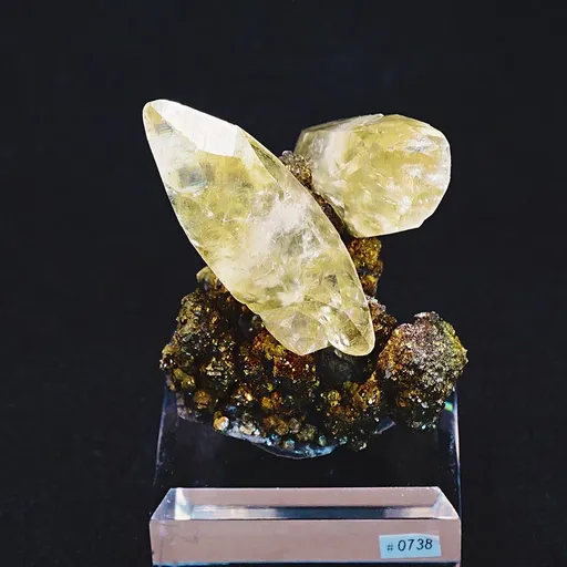 specimen video