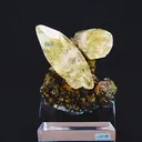 specimen video