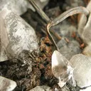 Calcite, Copper - image 2