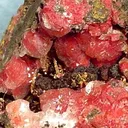 Calcite, Cuprite (Var: Chalcotrichite) - image 2
