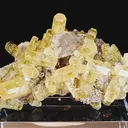 specimen video