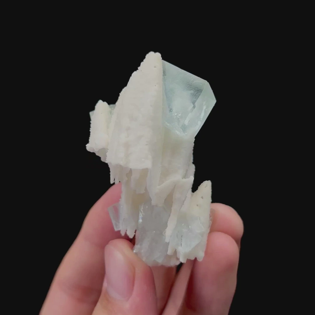 specimen video