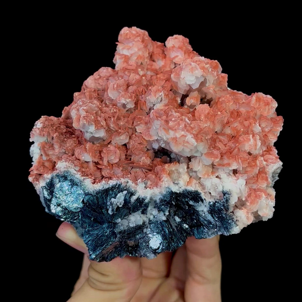 specimen video