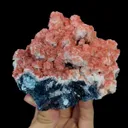 specimen video