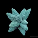 Calcite (Fluorescent) Included By Chlorite - image 4