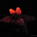 Calcite (Fluorescent) Included By Chlorite - image 2