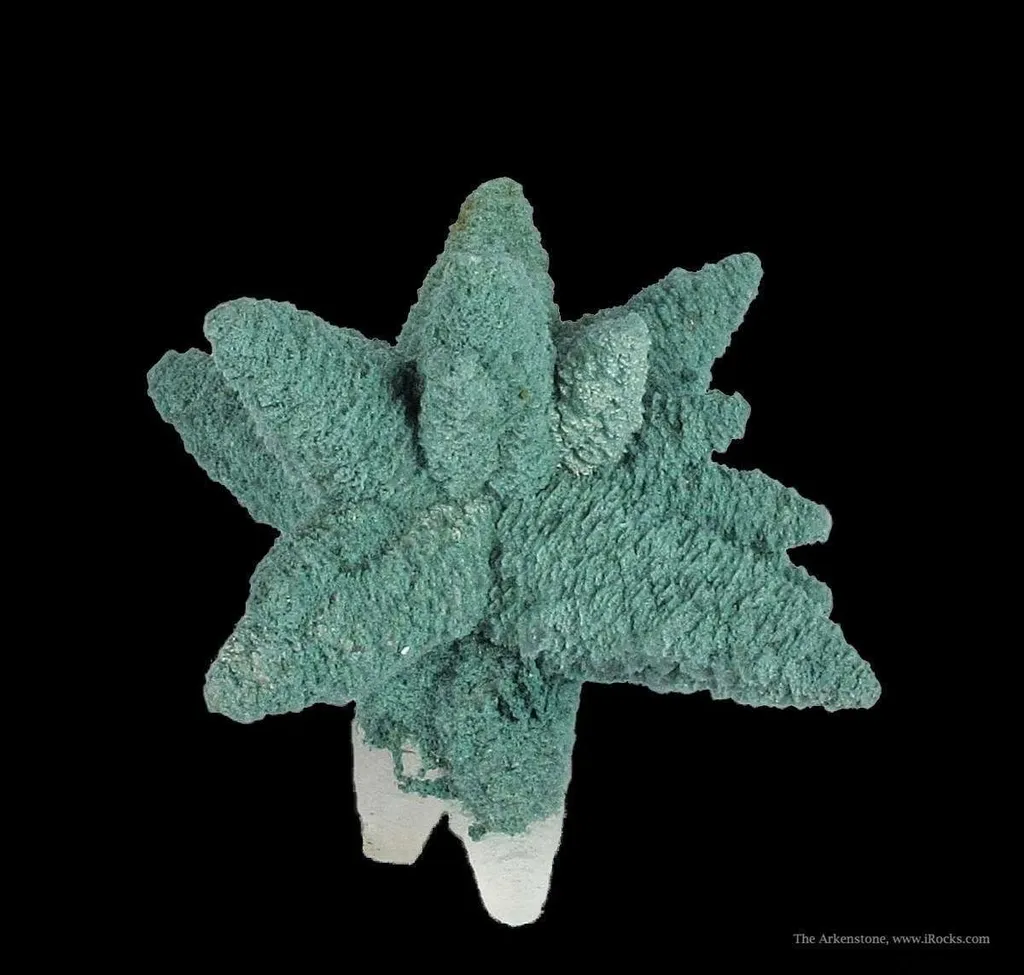 Calcite (Fluorescent) Included By Chlorite image