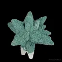 Calcite (Fluorescent) Included By Chlorite - image 1
