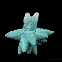 Calcite (Fluorescent) Included By Chlorite - image 2