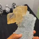 specimen video