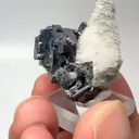 specimen video