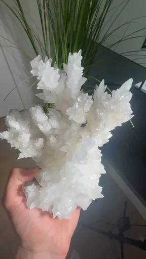 specimen video