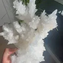 specimen video