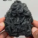 specimen video